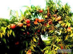 “湘香子，桃花的前一年”