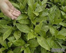 Banglangen属于哪种植物？